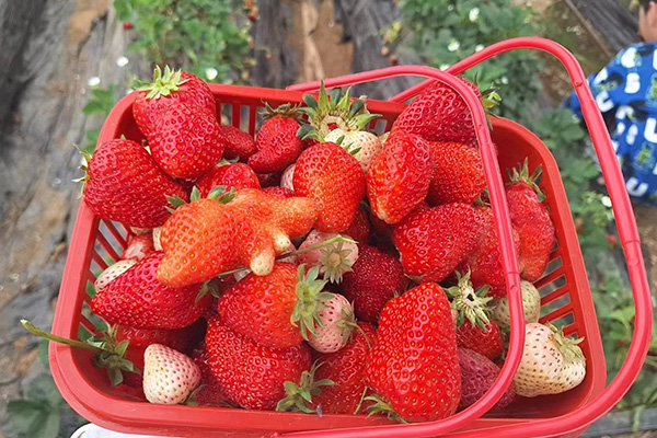 Qingdao Star Machine's Fun Day na Strawberry Fields